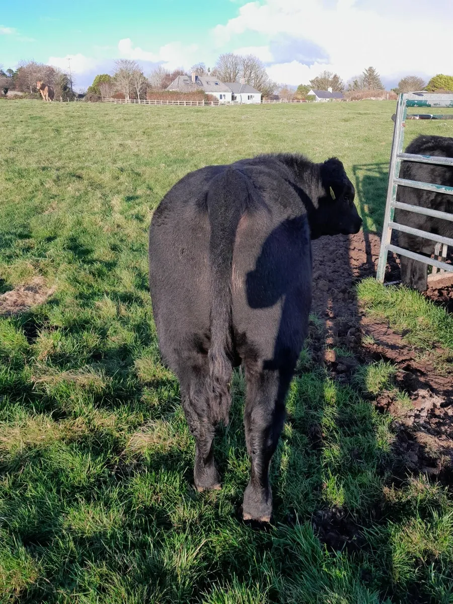 Angus bull - Image 3