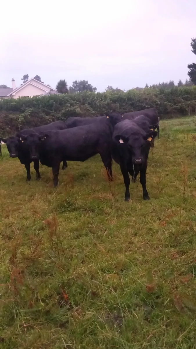 Pbr Angus heifers - Image 1