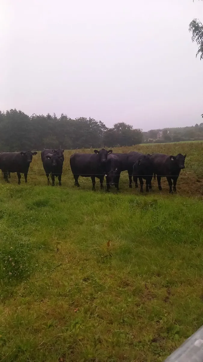 Pbr Angus heifers - Image 2