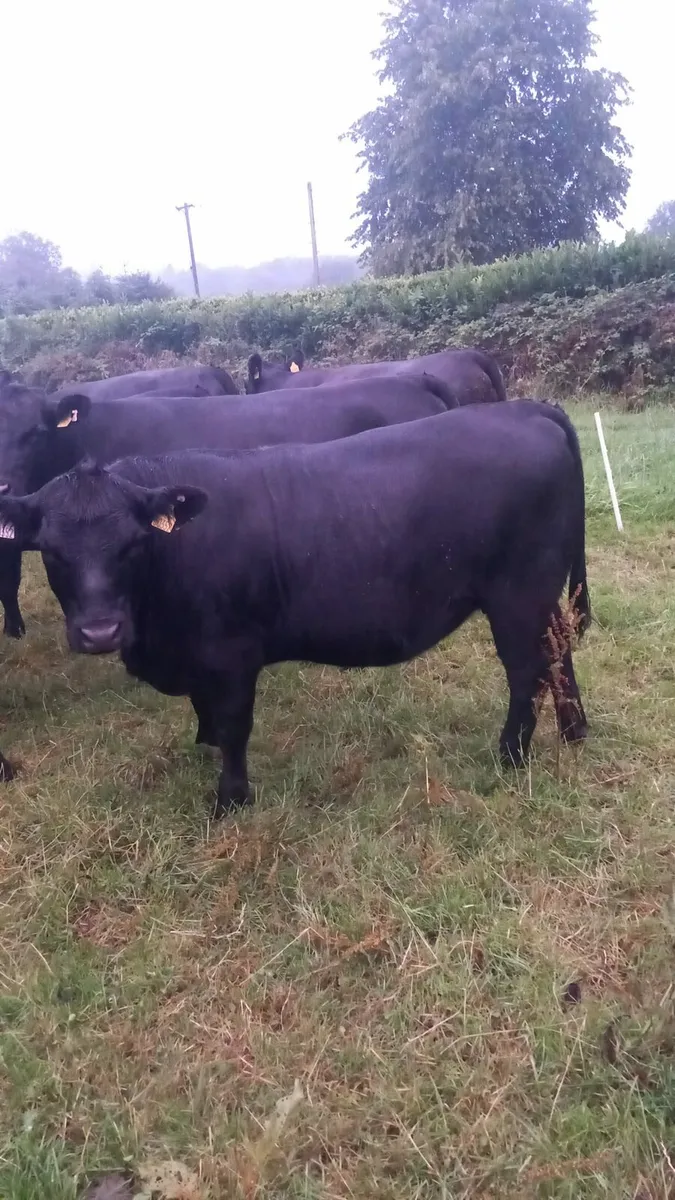 Pbr Angus heifers - Image 3
