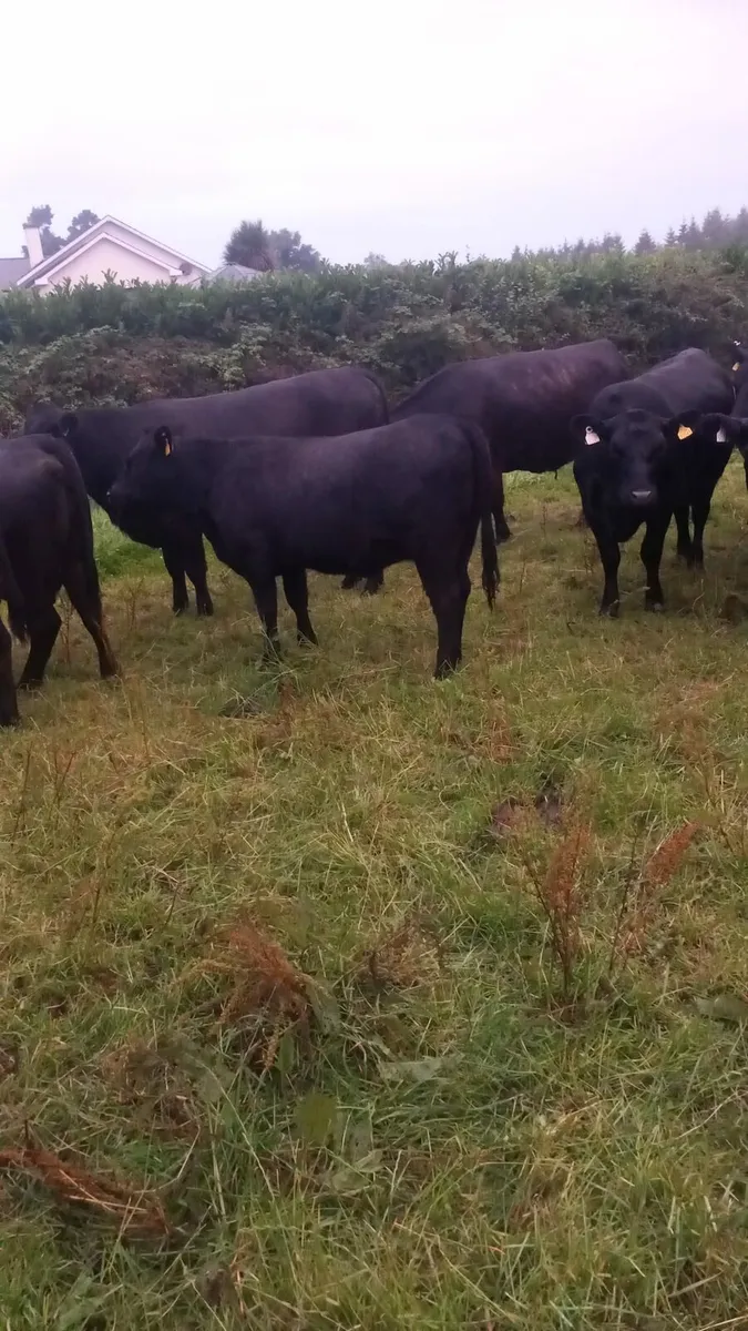 Pbr Angus heifers - Image 4