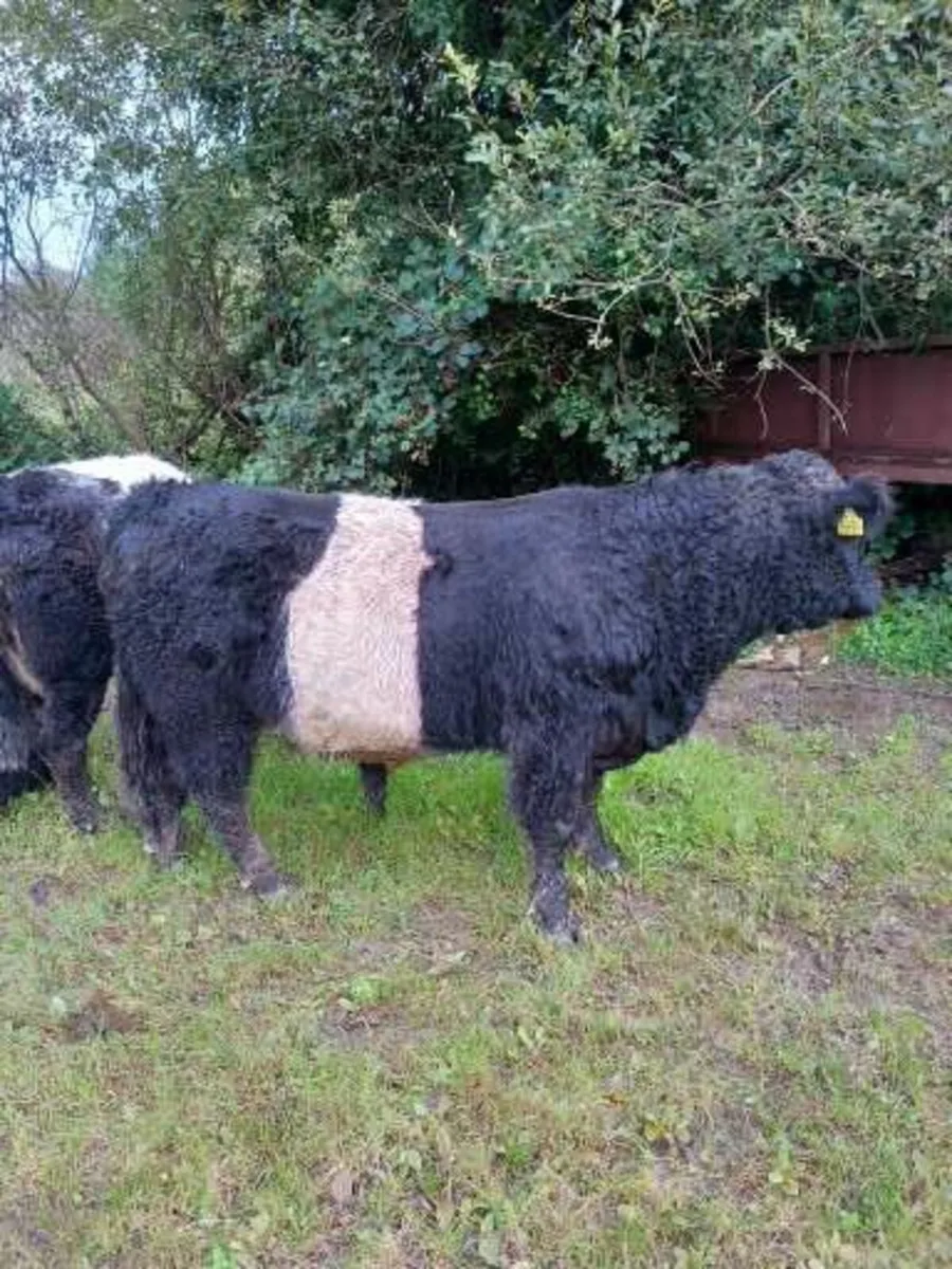 PBNR Galloway Bull - Image 2