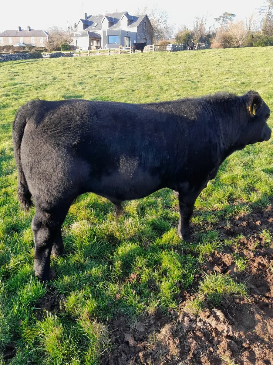 Angus bull - Image 1