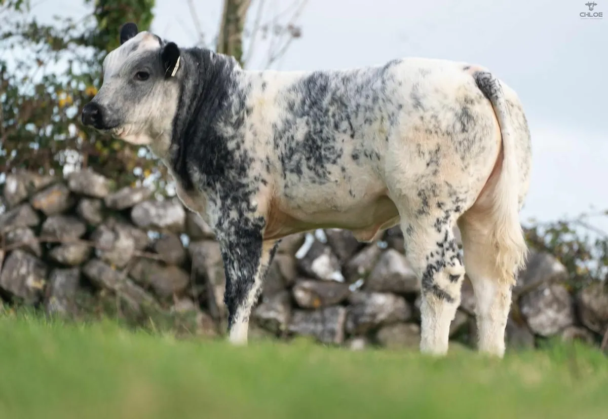 Maam Cross Monday cattle sale