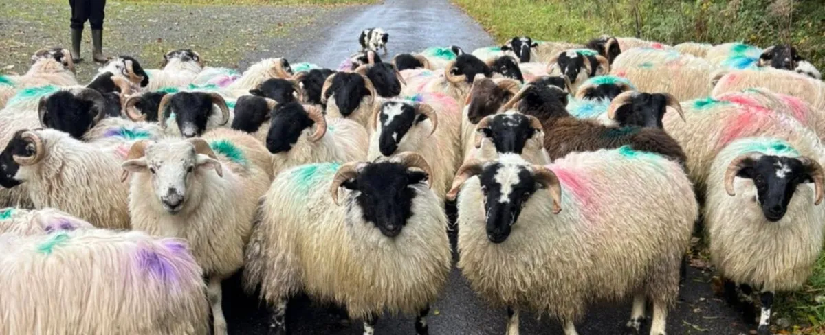 55 Ram Lambs For Sale - Image 2