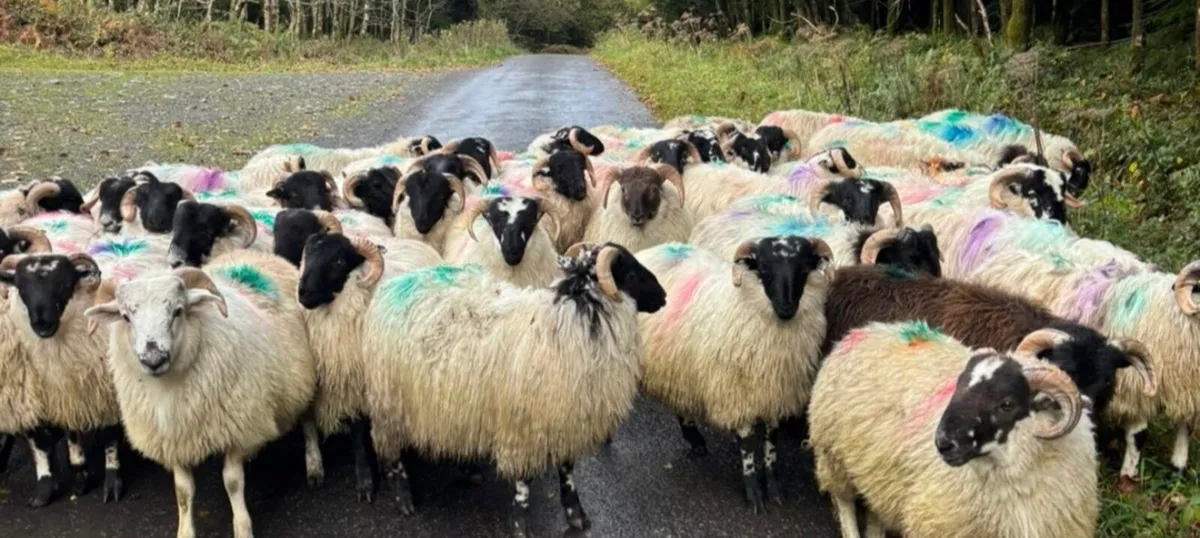 55 Ram Lambs For Sale - Image 3
