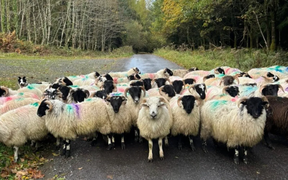 55 Ram Lambs For Sale - Image 4