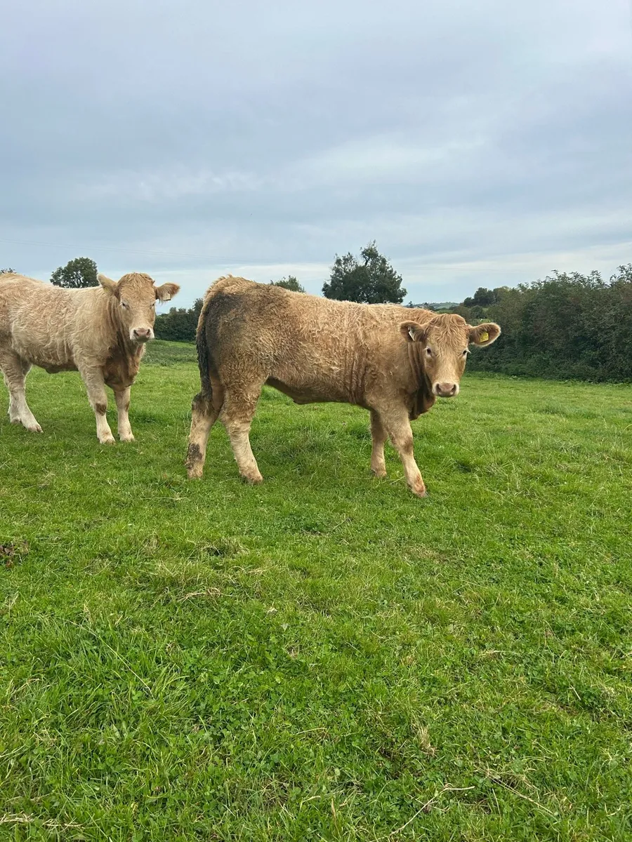 Charolais x Saler Heifers - Image 1