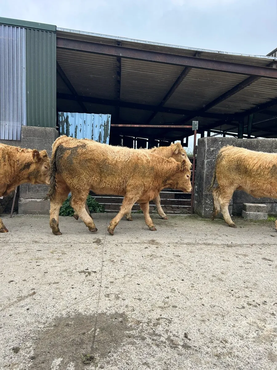 Charolais x Saler Heifers - Image 2
