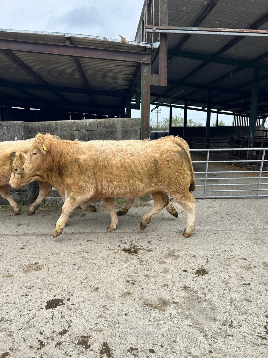 Charolais x Saler Heifers - Image 3