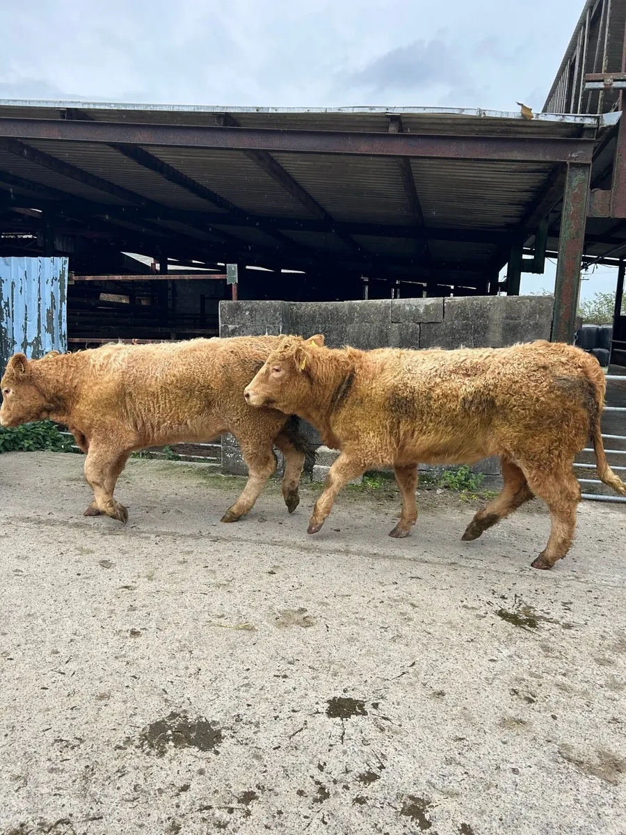 Charolais x Saler Heifers - Image 4