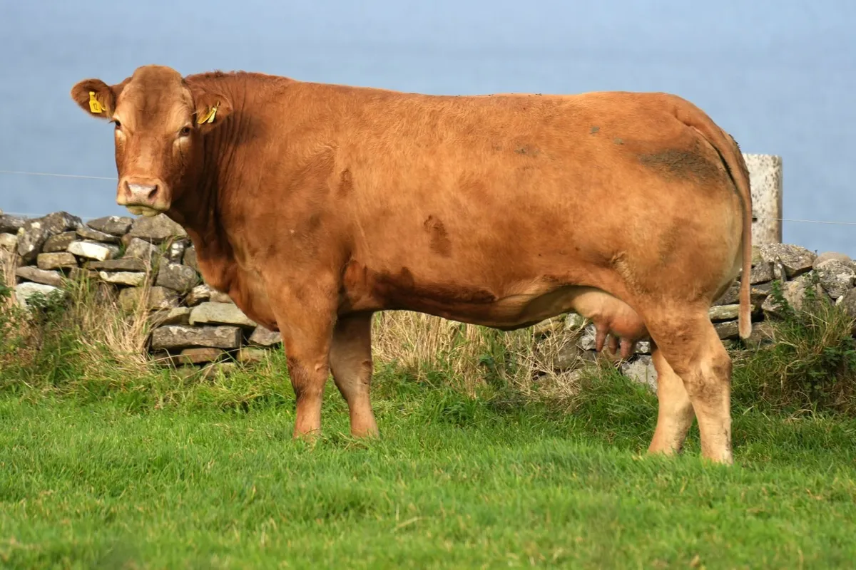 2 Outstanding Limousin Cows & Calves - Image 1