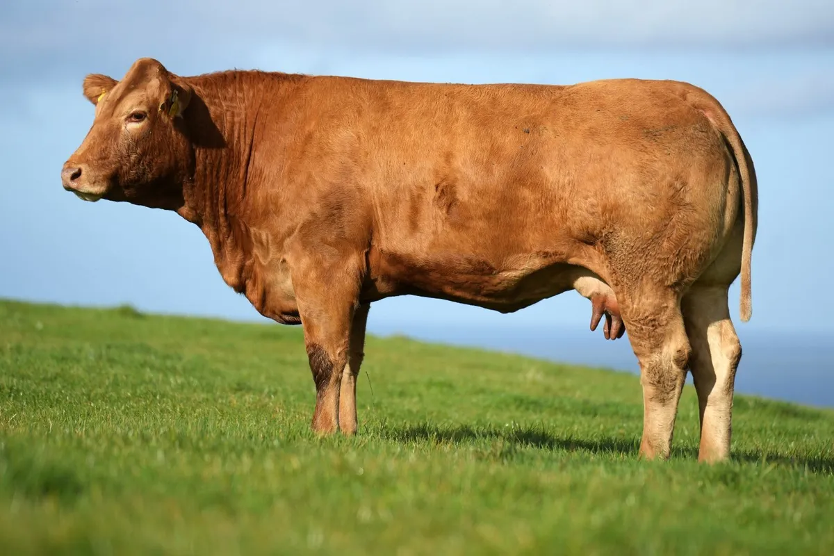 2 Outstanding Limousin Cows & Calves - Image 3