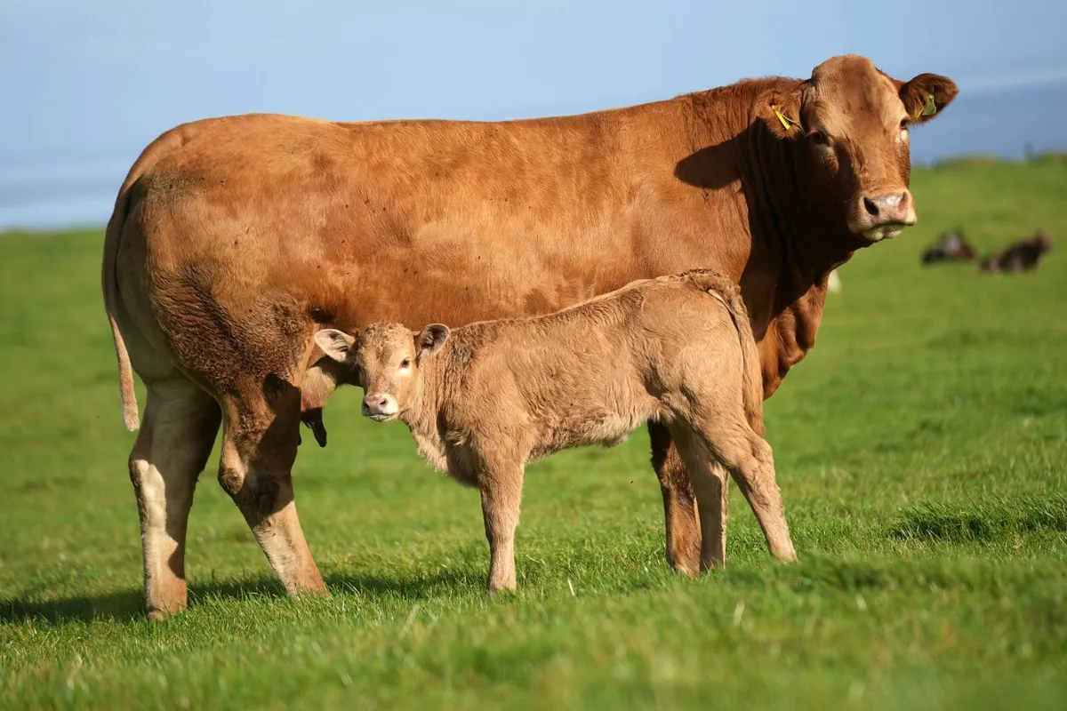 2 Outstanding Limousin Cows & Calves - Image 2