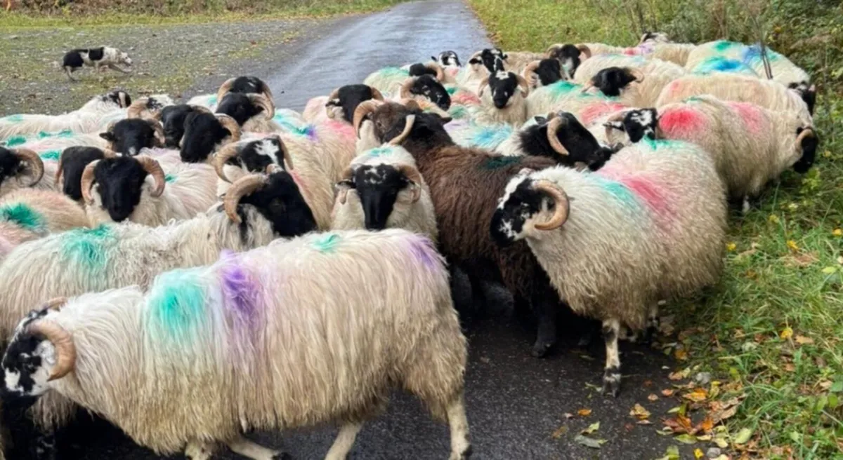 55 Ram Lambs For Sale - Image 1