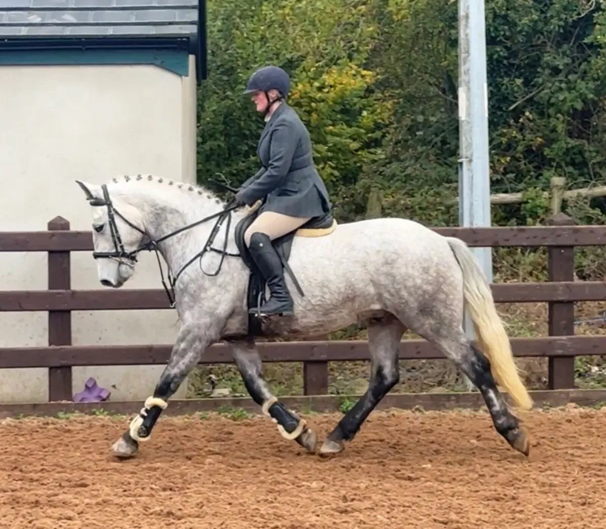 Lot 465 clifden 15.2hh gelding - Image 1