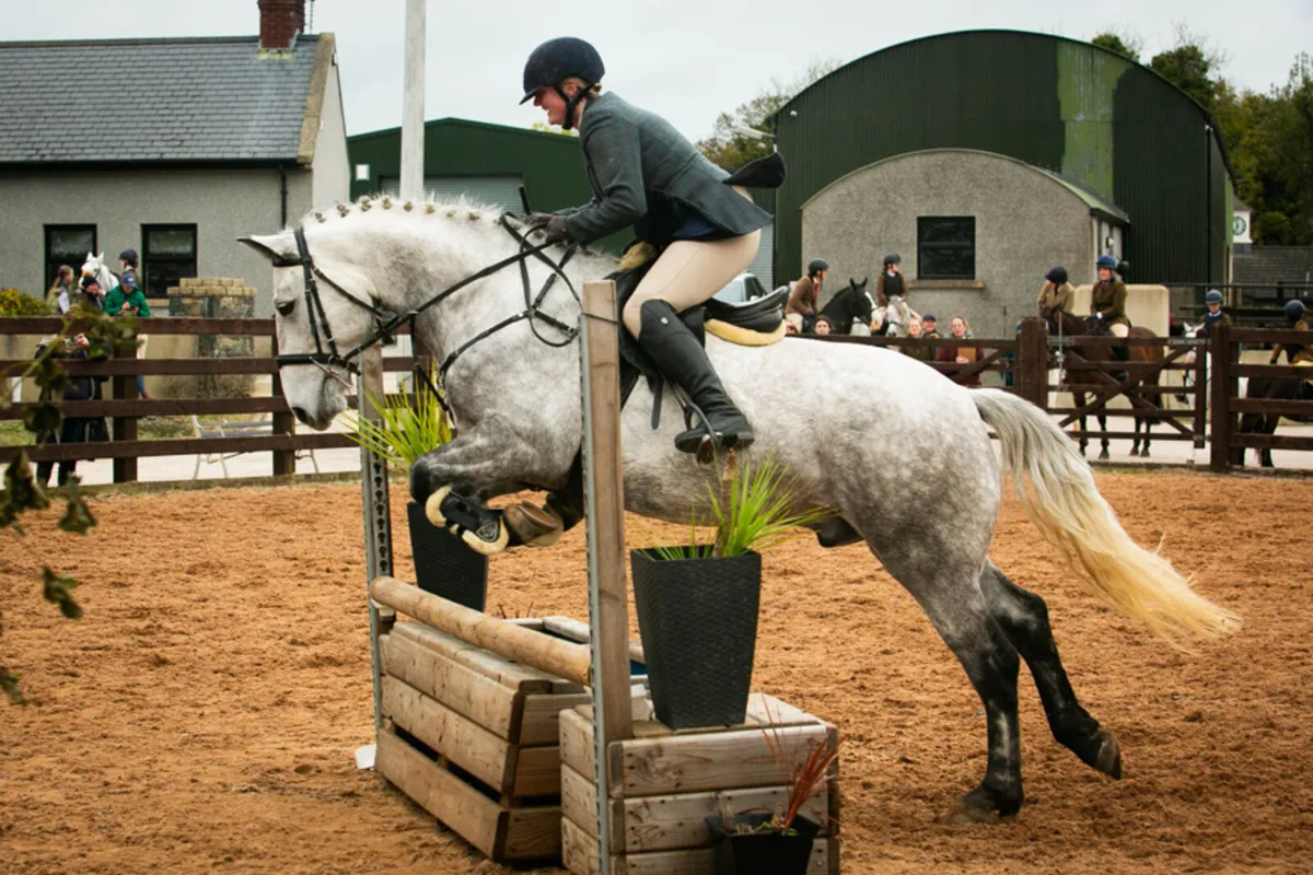 Lot 465 clifden 15.2hh gelding - Image 2