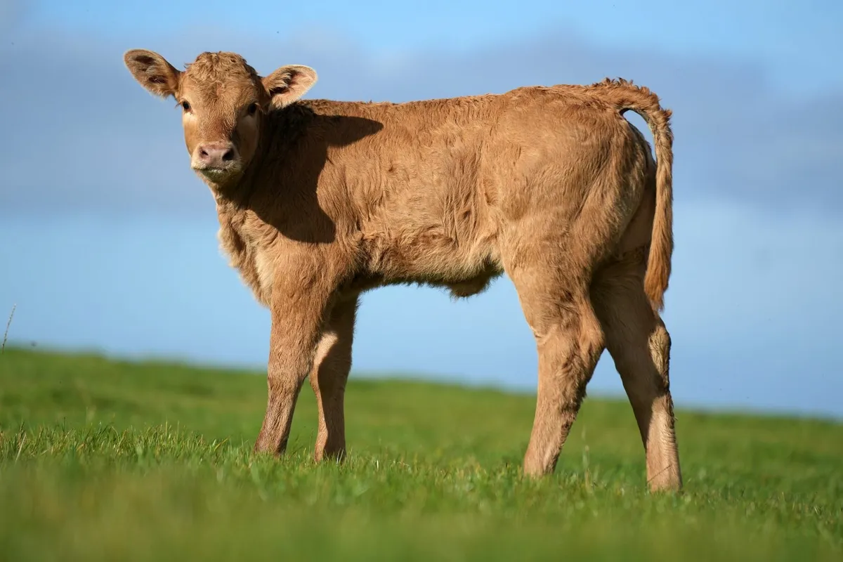 2 Outstanding Limousin Cows & Calves - Image 4
