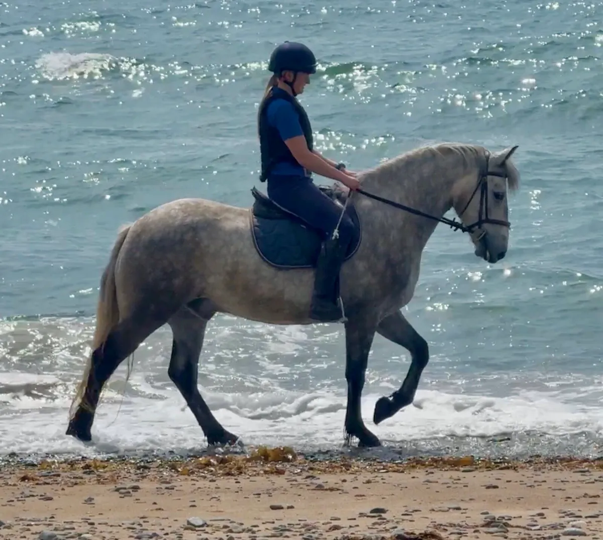 Lot 465 clifden 15.2hh gelding - Image 3