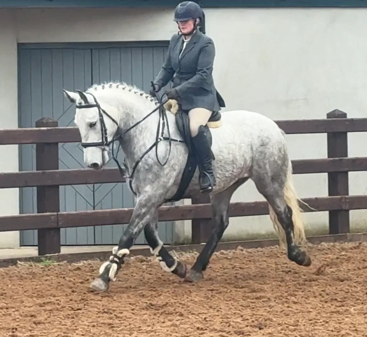 Lot 465 clifden 15.2hh gelding - Image 4