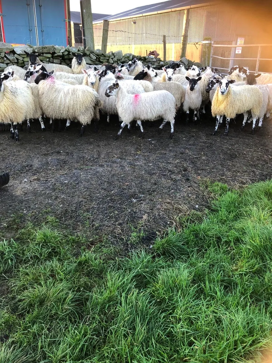 Mule ewe lambs