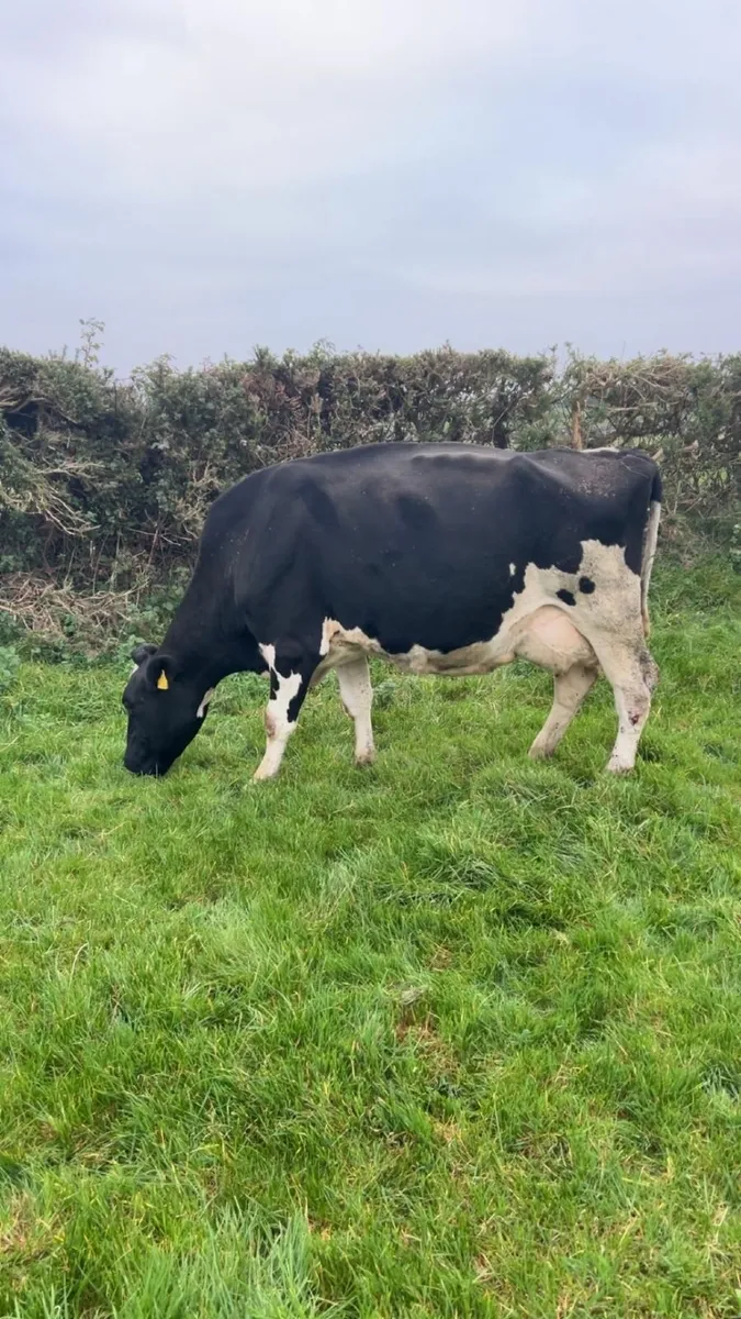 Friesian cow suitable for rearing calves - Image 1
