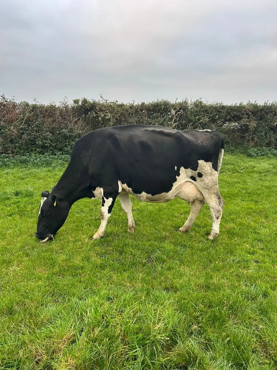 Friesian cow suitable for rearing calves - Image 2