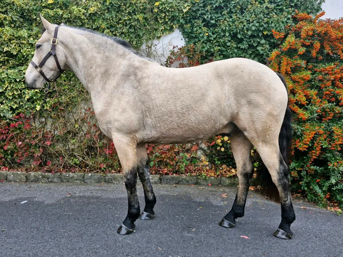 Three year old gelding - Image 2