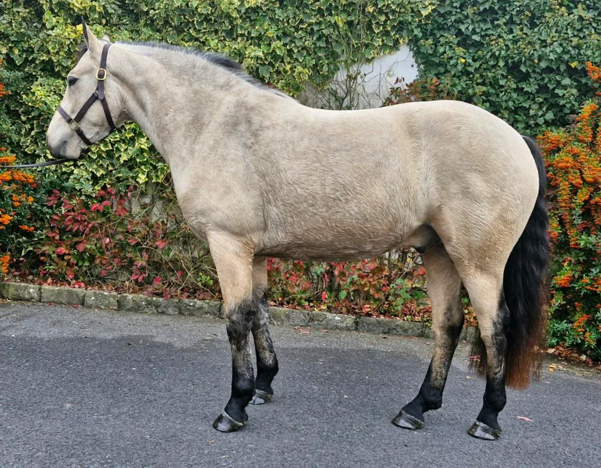 Three year old gelding - Image 1