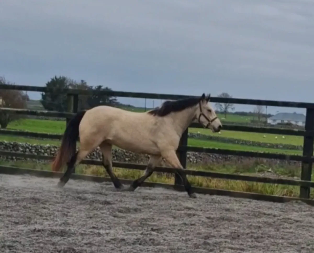 Three year old gelding - Image 3