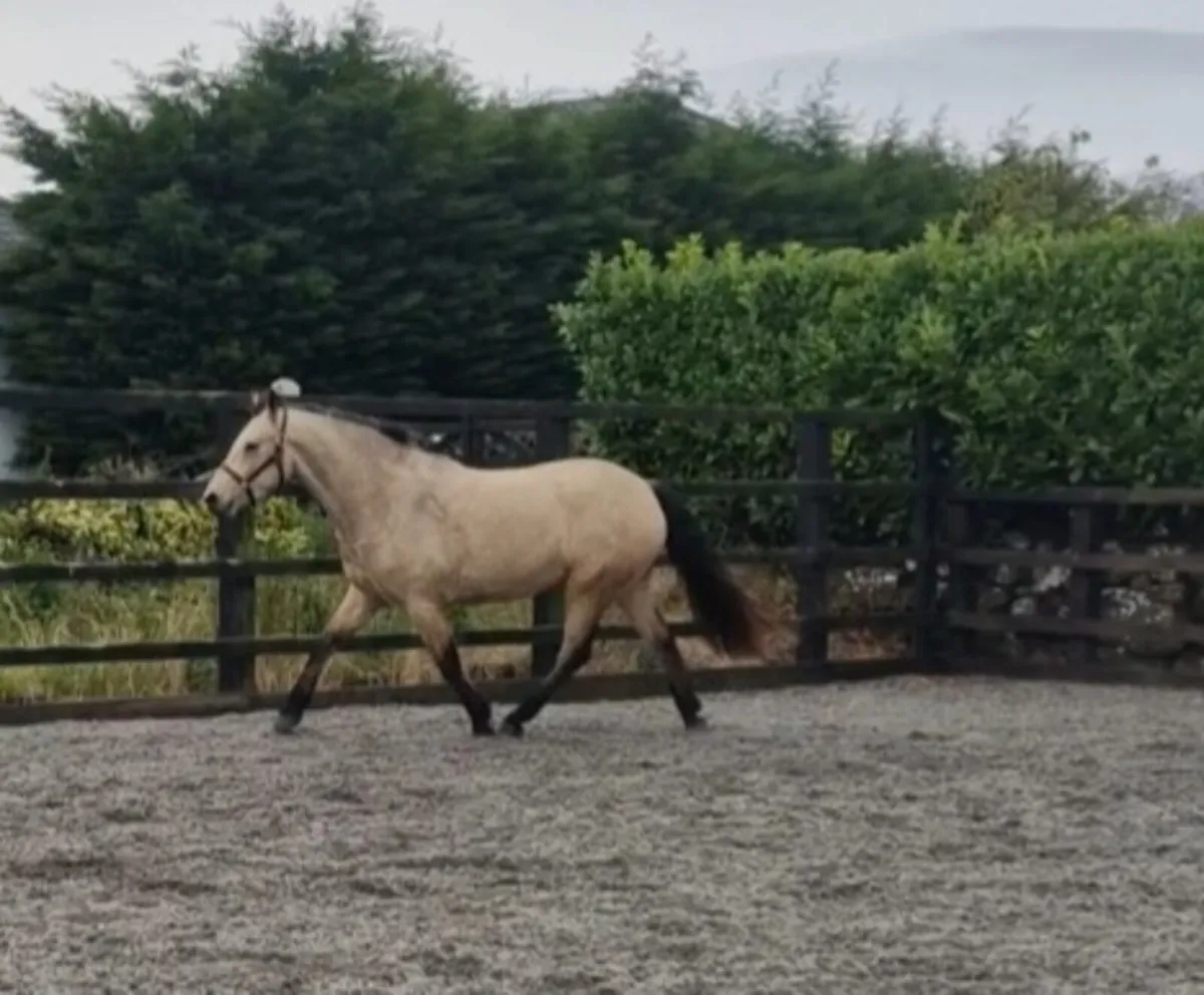 Three year old gelding - Image 4