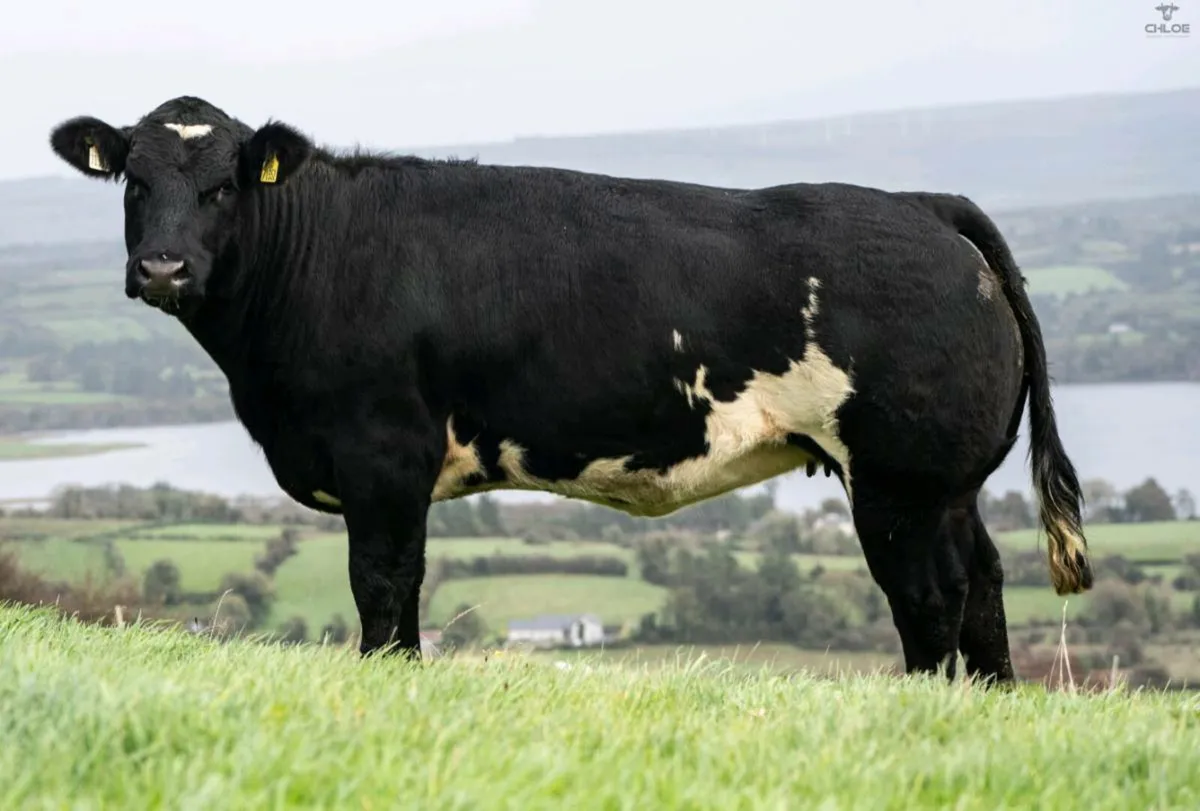 Breeding Heifers - Image 1