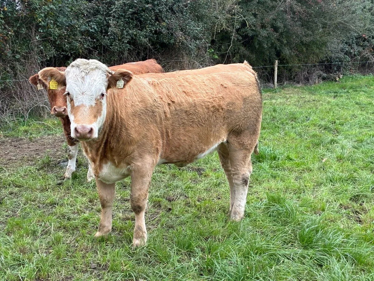 ***In Calf Heifers - Tullamore 27th October - Image 2