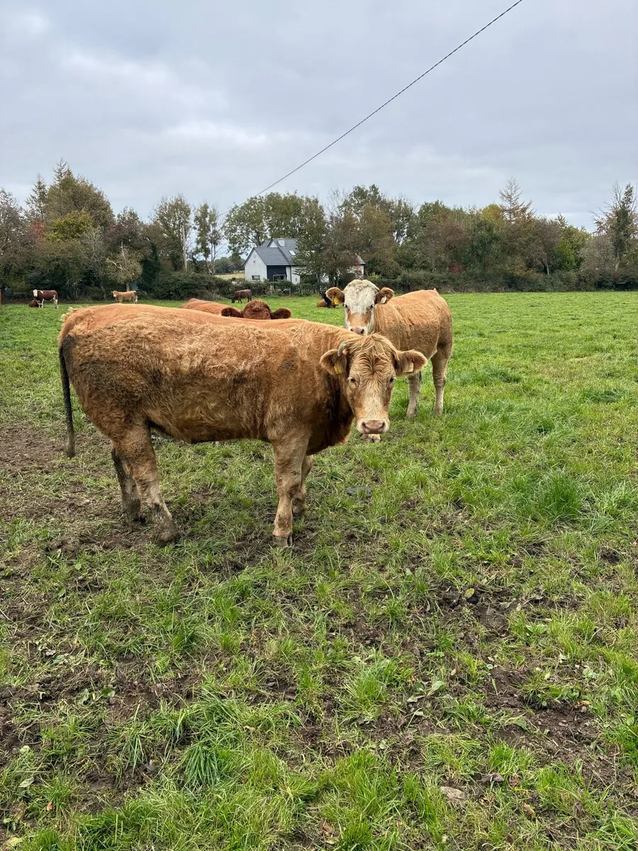 ***In Calf Heifers - Tullamore 27th October - Image 3