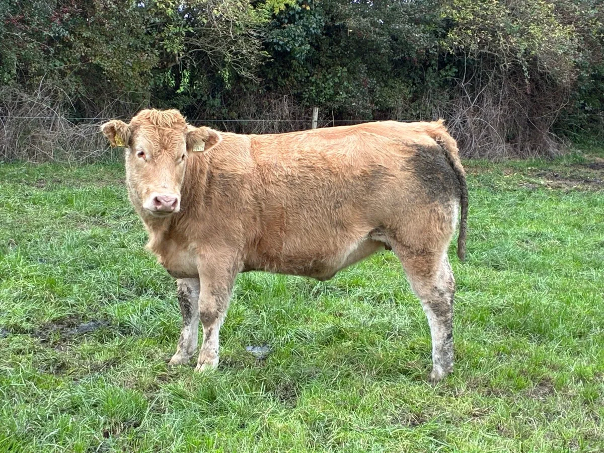 ***In Calf Heifers - Tullamore 27th October - Image 4