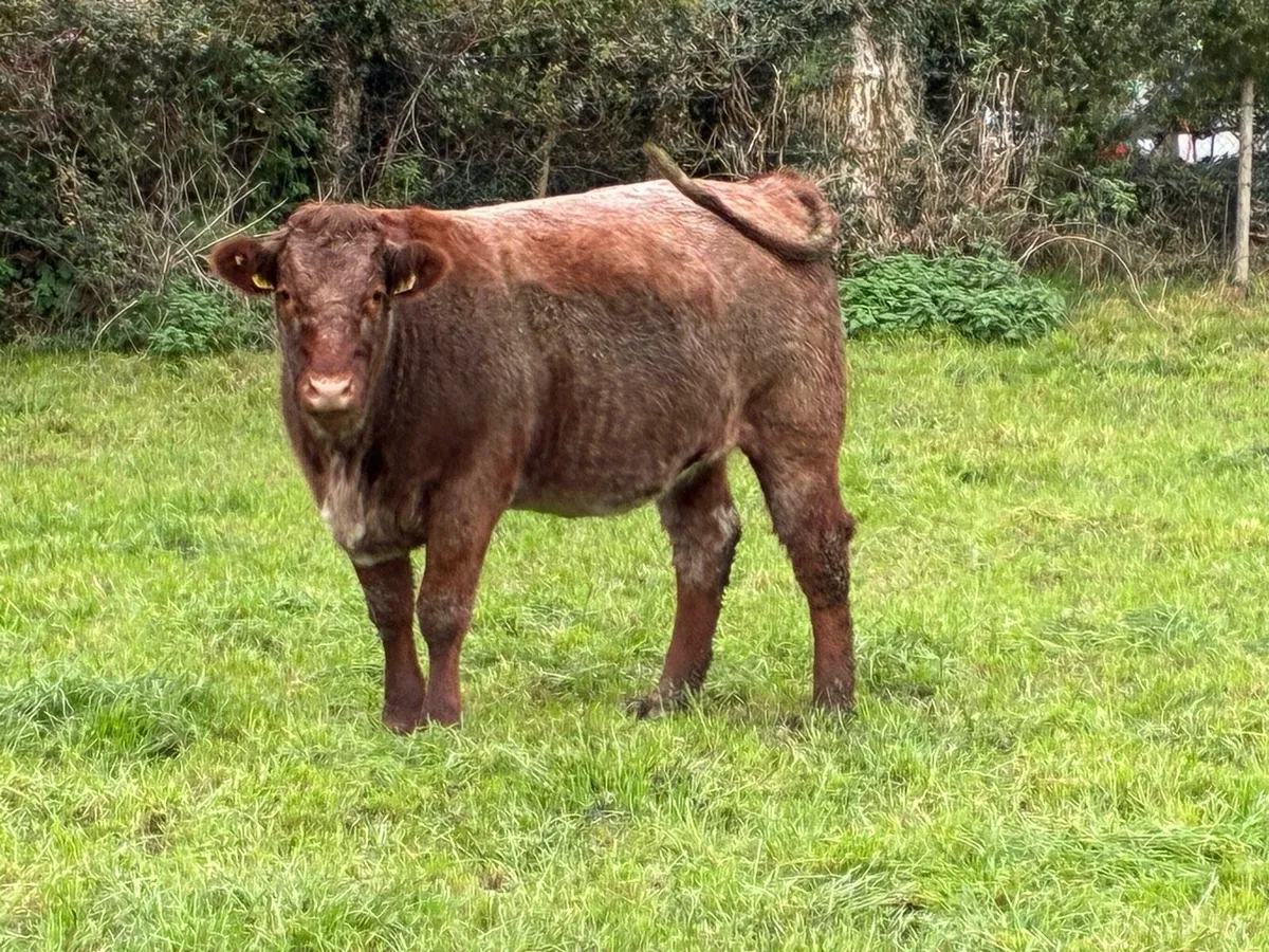 ***In Calf Heifers - Tullamore 27th October - Image 1