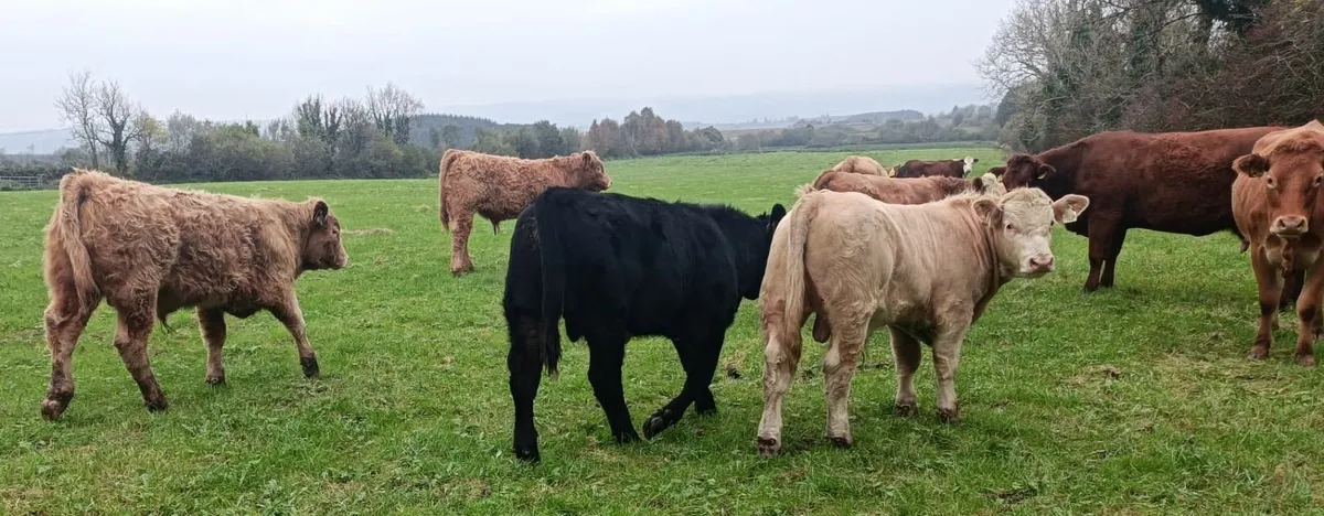 Organic Bull Weanlings - Image 1