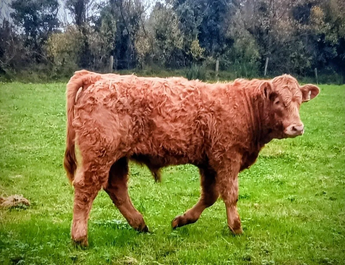 Organic Bull Weanlings - Image 2