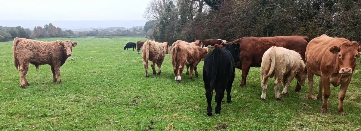 Organic Bull Weanlings - Image 3