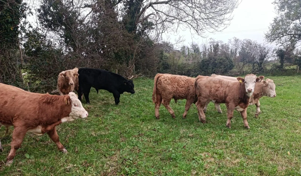 Organic Bull Weanlings - Image 4