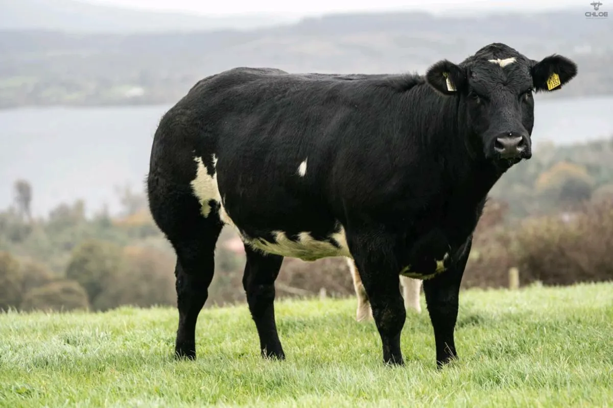 Breeding Heifers - Image 2