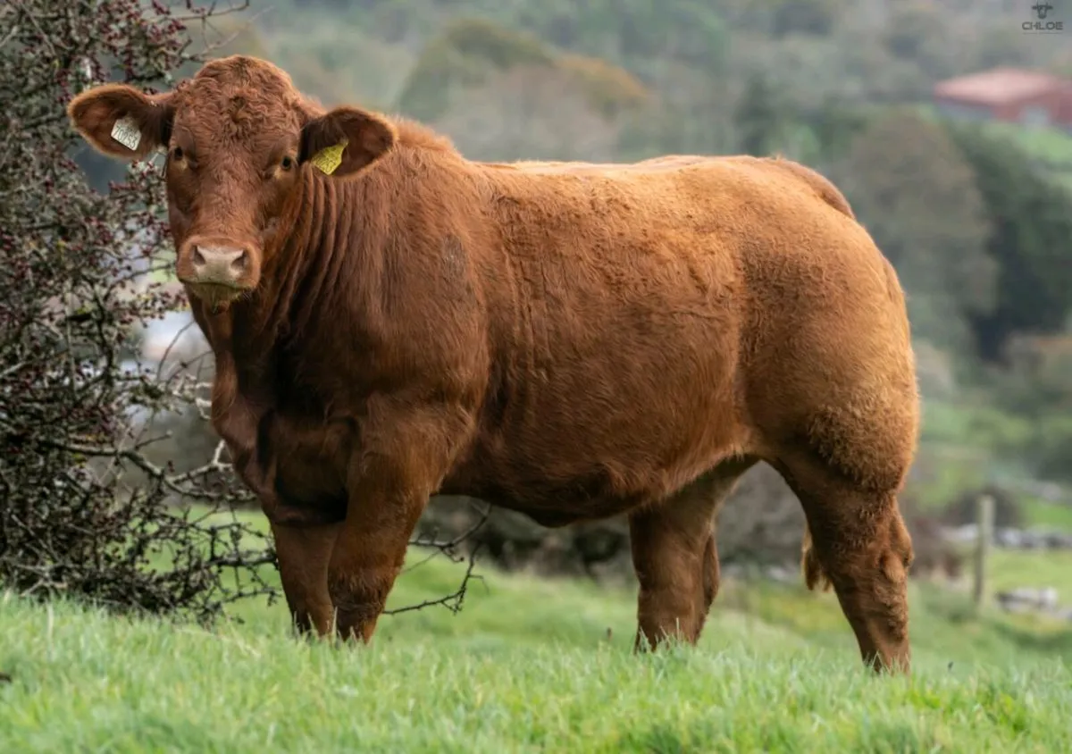 Breeding Heifers - Image 3