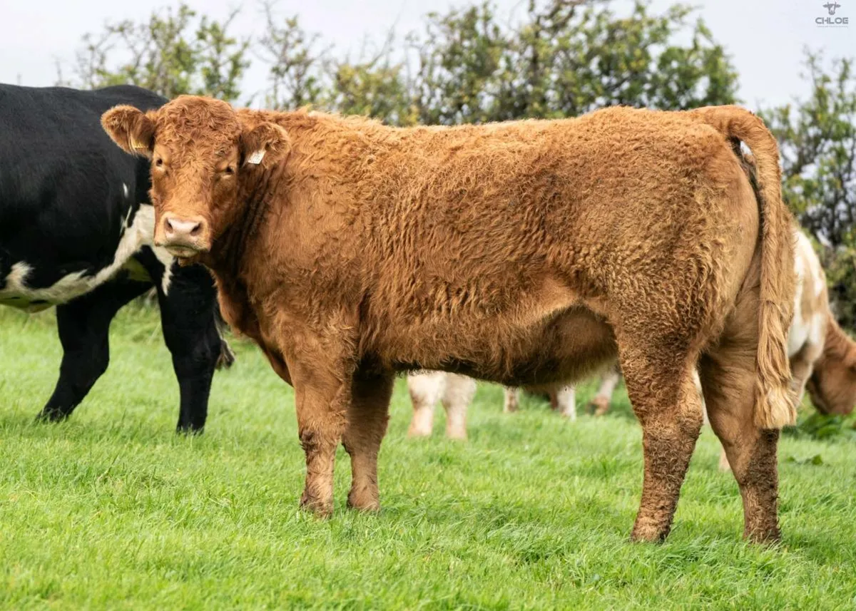 Breeding Heifers - Image 4