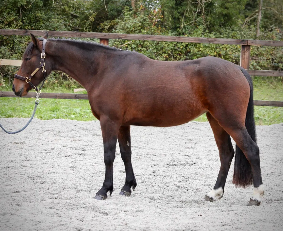 Connemara pony for Clifden - Image 2