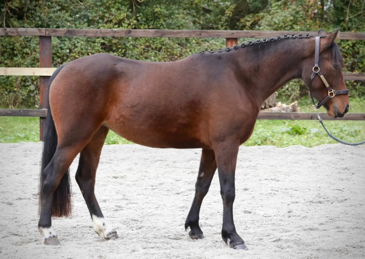 Connemara pony for Clifden - Image 3