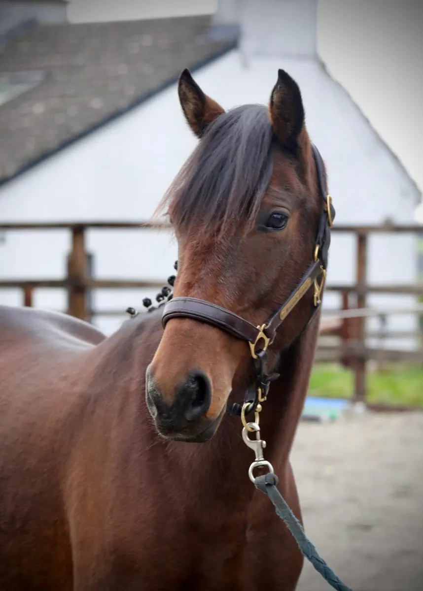 Connemara pony for Clifden - Image 1