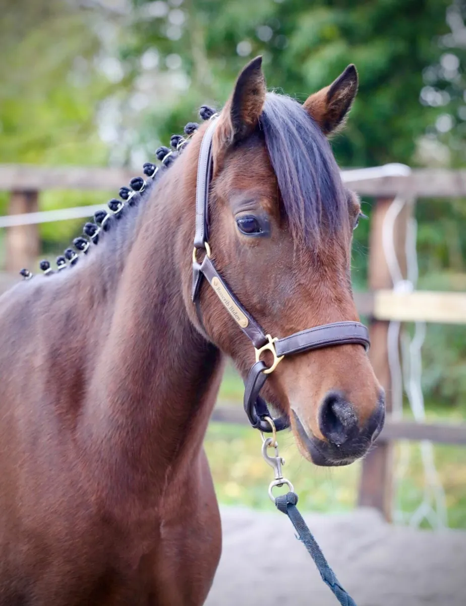 Connemara pony for Clifden - Image 4