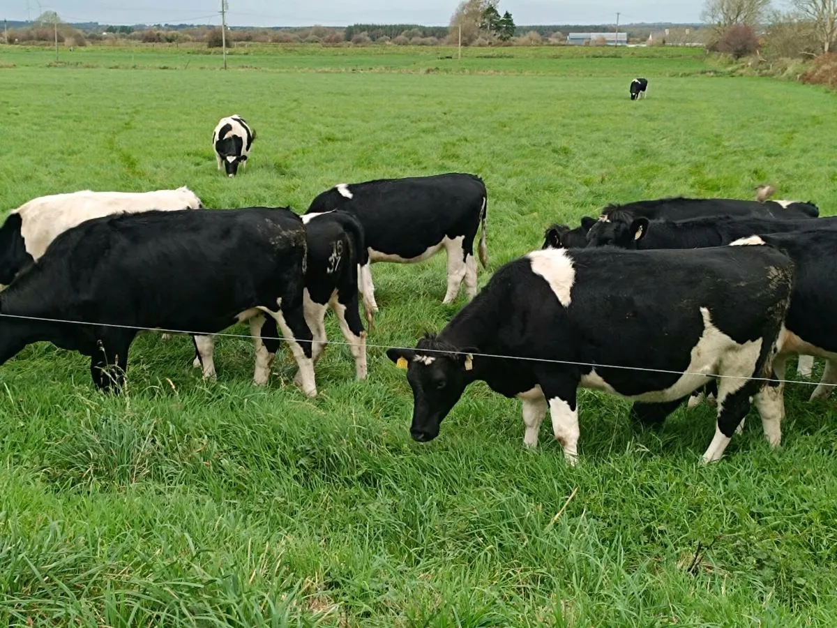 British Friesian In calf Heifers - Image 2
