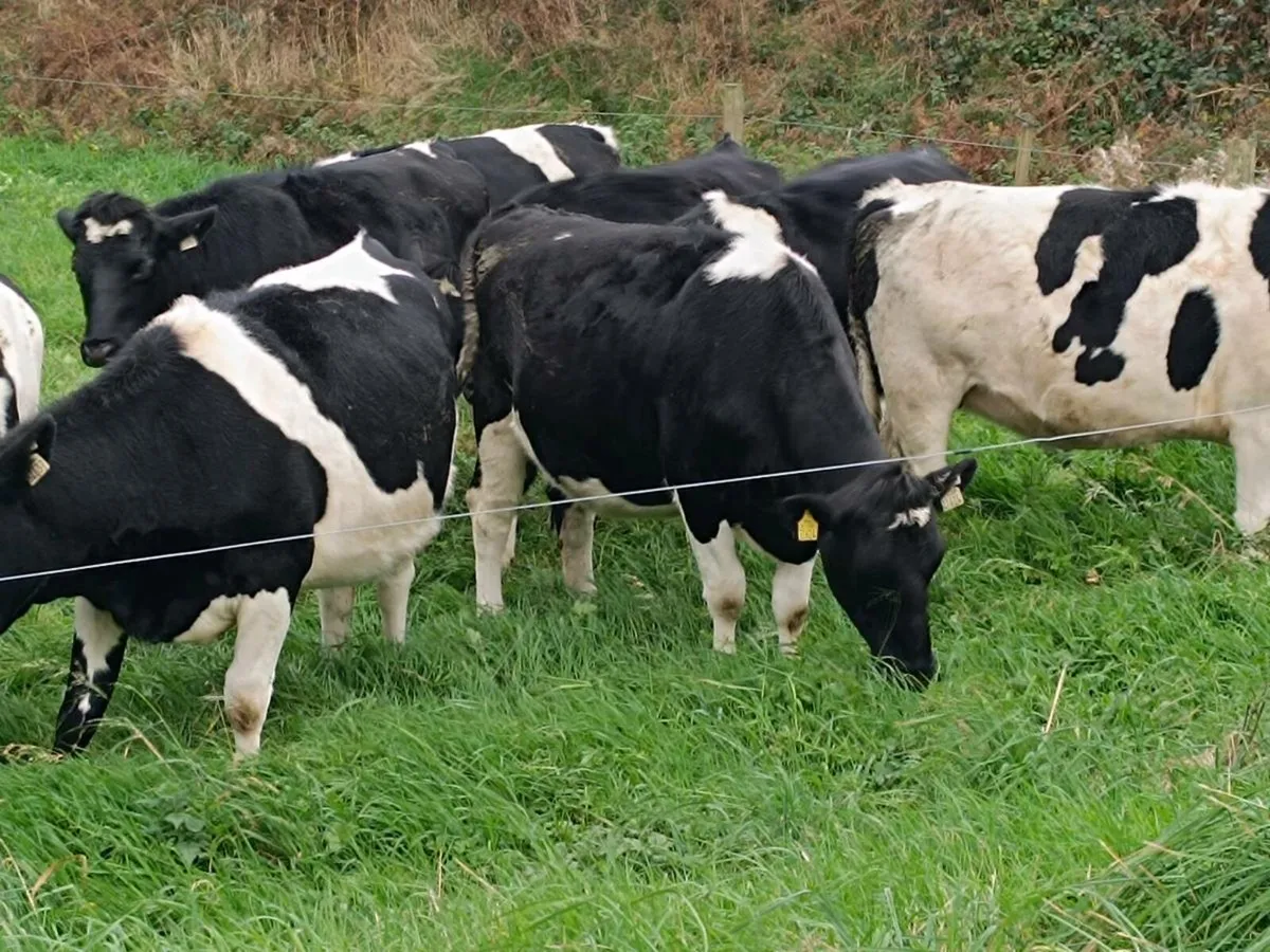British Friesian In calf Heifers - Image 3