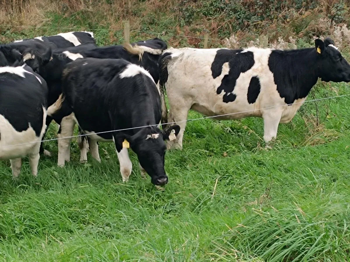 British Friesian In calf Heifers - Image 4